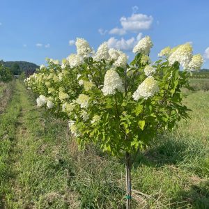 Lime Light Hydrangea Tree Form 8×6