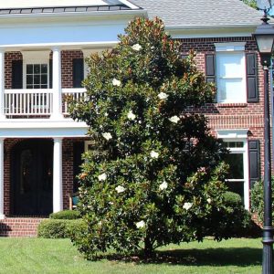Kay Parris Magnolia (Dwarf) 25×10