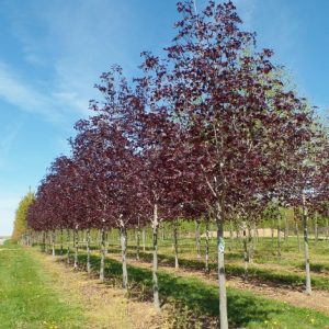 Crimson Sunset Maple (norway/truncatum) 35×25