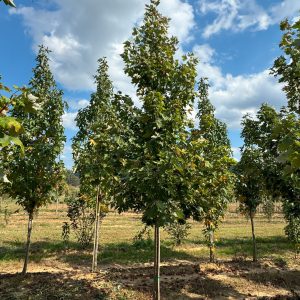 Fast Growing Maple Beautiful shade tree