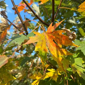 Celebration Maple 45×20