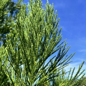 Cryptomeria 50×30