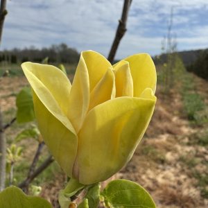 Yellow bird Magnolia 40×25