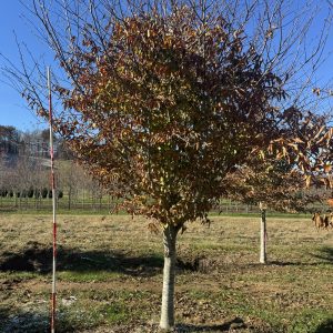 American Beech Tree fall leaves copper