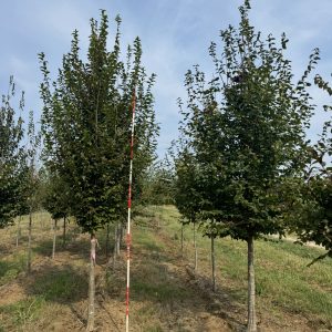 American Hornbeam Summer