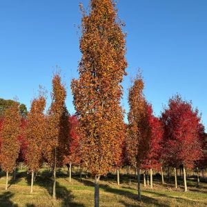Armstrong Gold Maple- fall color