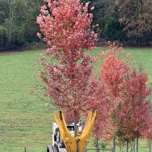 Autumn Blaze Maple