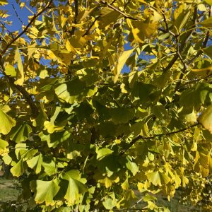 Autumn Gold Ginkgo Fall Leaves