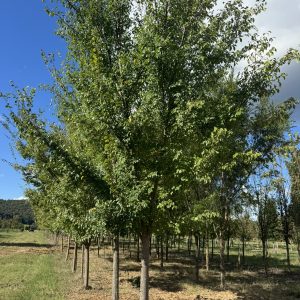 Bosque Lacebark Elm Large