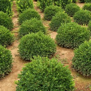 Boxwood-Green-Velvet1