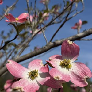 Cherokee Brave Dogwood Bloom pink