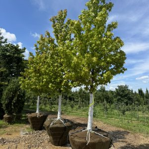 Cherokee Sweetgum