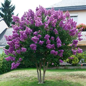 Crapemyrtle-Twilight-3