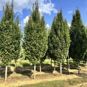 Fastigata European Hornbeam 26
