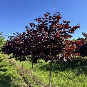 forest pansy redbud