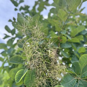 Green Smoke Tree Bloom 26