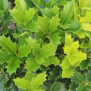 acadiana holly evergreen
