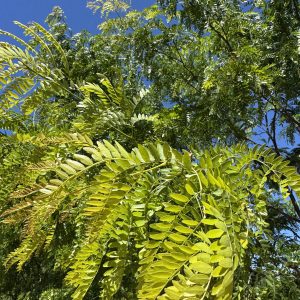 Honey Locust 2026