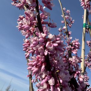 eastern redbud