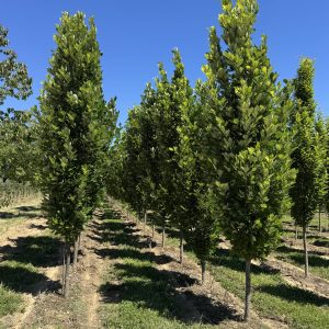 columnar oak