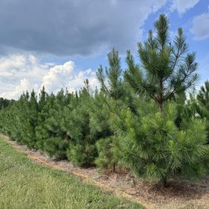 Loblolly Pine block