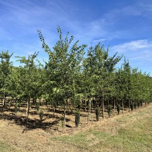 Hackberry