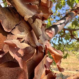 Paperbark Maple Bark