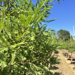 Bald Cypress