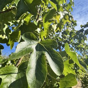 Rotundiloba Sweetgum