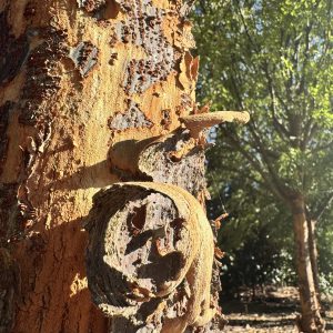 Lacebark Elm Bark