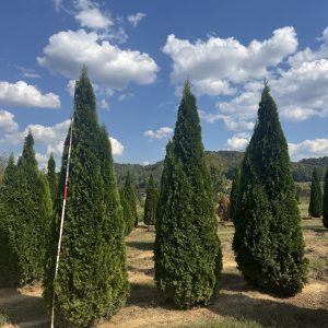 Emerald Green Arb