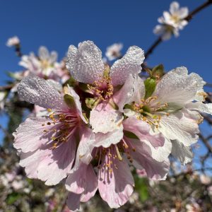 Pink Cascade Weeping Cherry