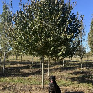 Native Flame American Hornbeam