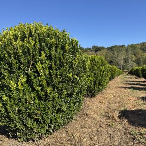 Sprinter Boxwood