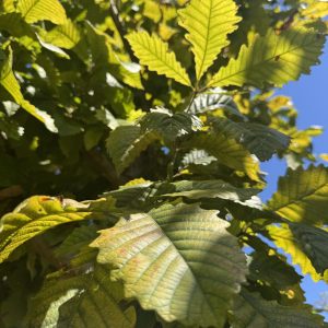 Swamp Chestnut Oak