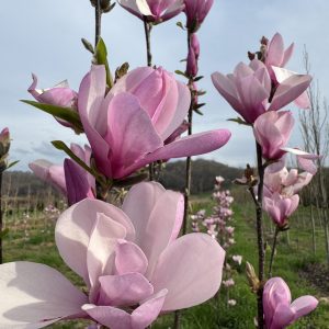 Jane Magnolia