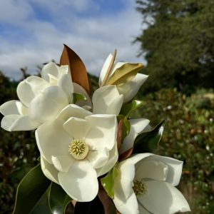 Kay Parris Blooms
