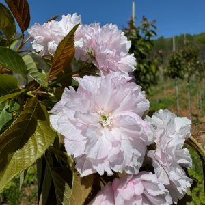 Kwanzan Cherry bloom