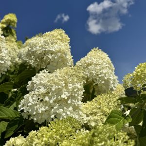 Limelight Bush Bloom 2026 (3)