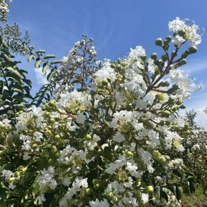 Natchez Crape Myrtle Bloom 2026 (3)