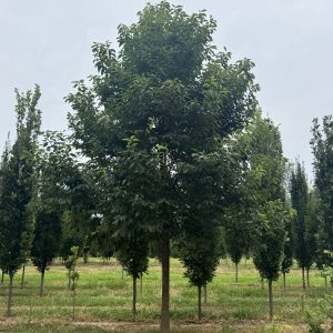 Persimmon summer 2026