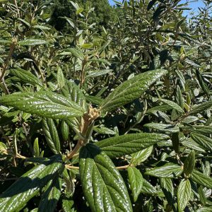 Pragense Viburnum