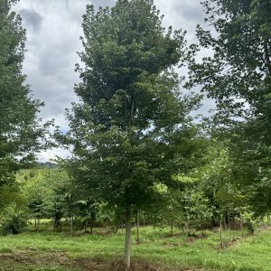 Redpoint Maple Large