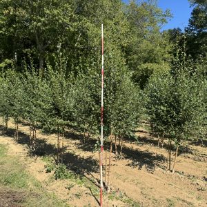 Riverbirch summer