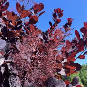 Purple Smoketree
