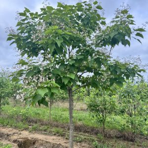 catalpa