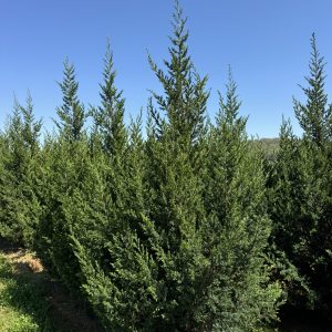 Star Power™ Juniper