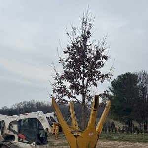 Swamp Chestnut Oak large Dug