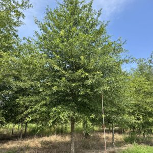 Willow Oak Large summer 2026