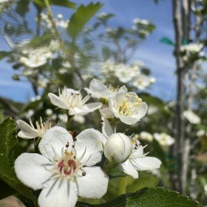 Winter King Hawthorne Blooms 2026